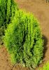 THUJA ORIENTALIS ''AUREA NANA''